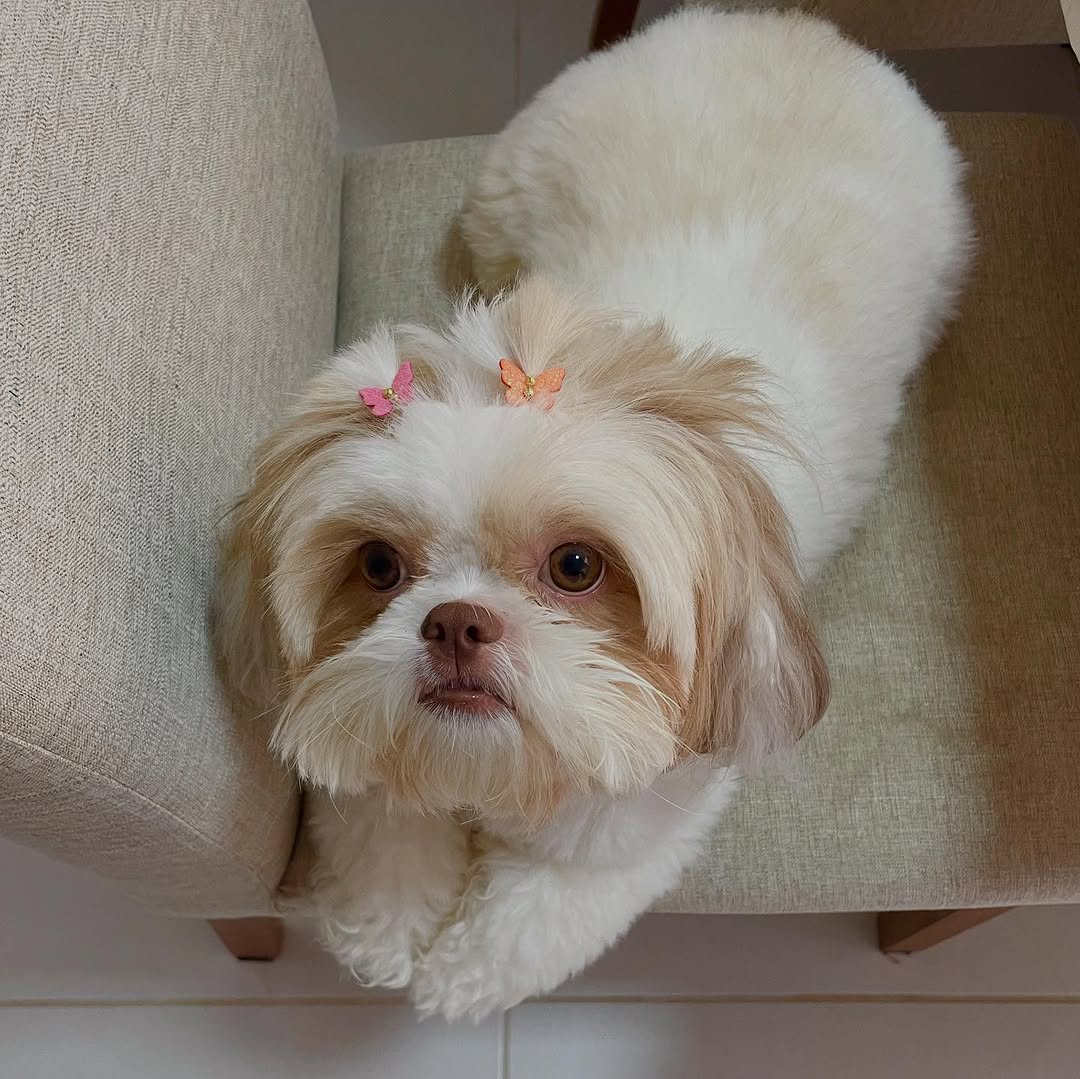 Mimi