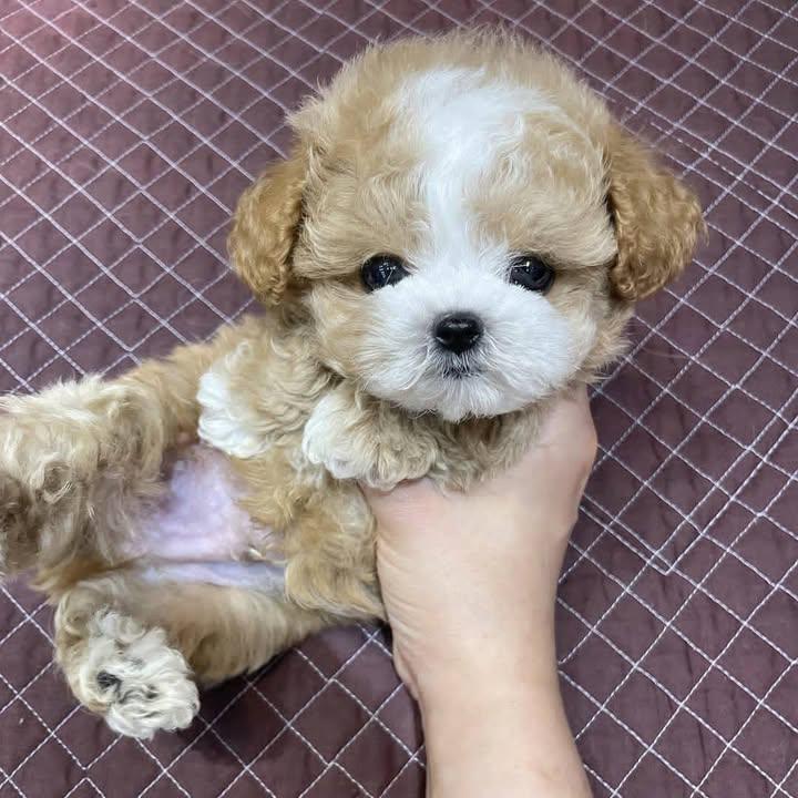 Sadie