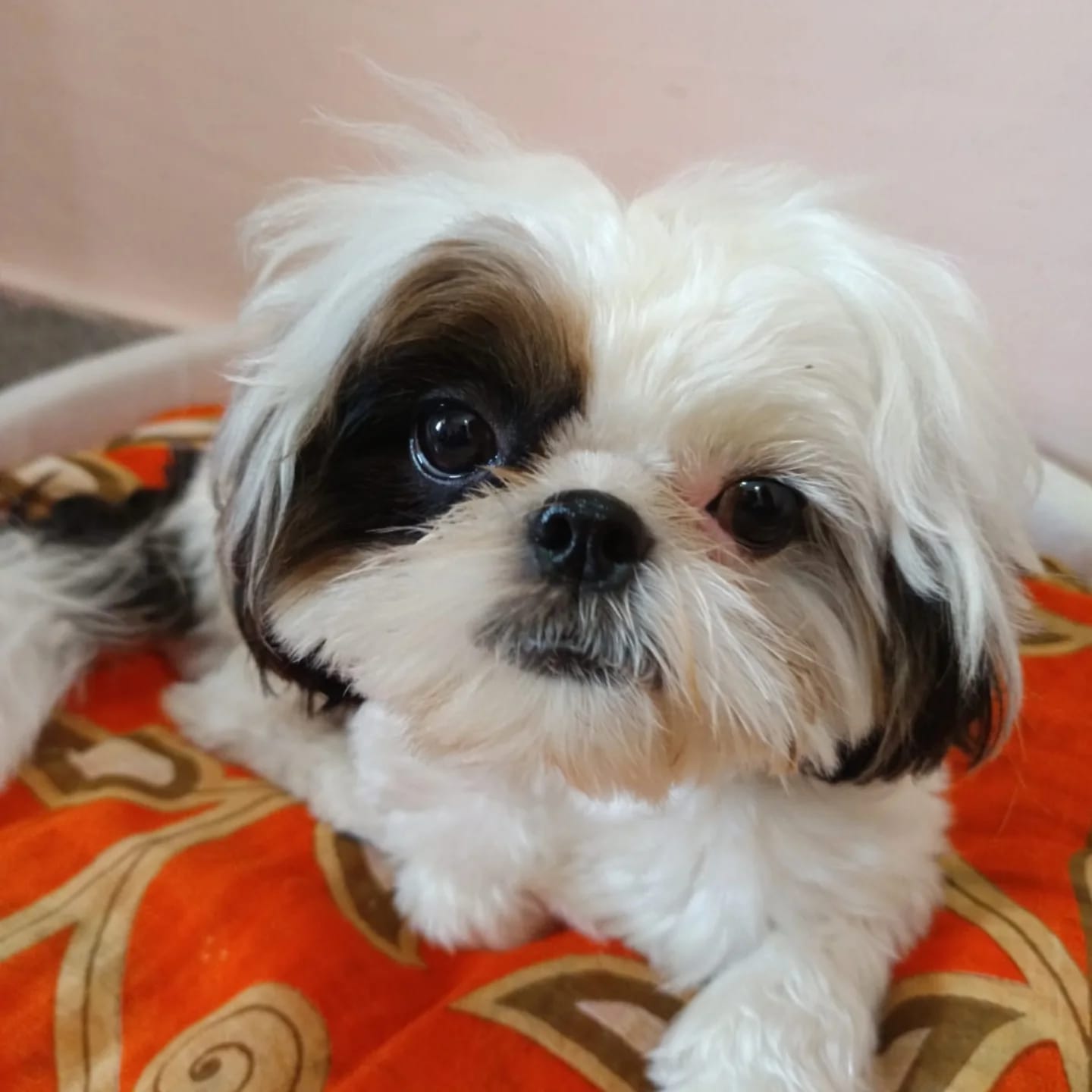 Stella