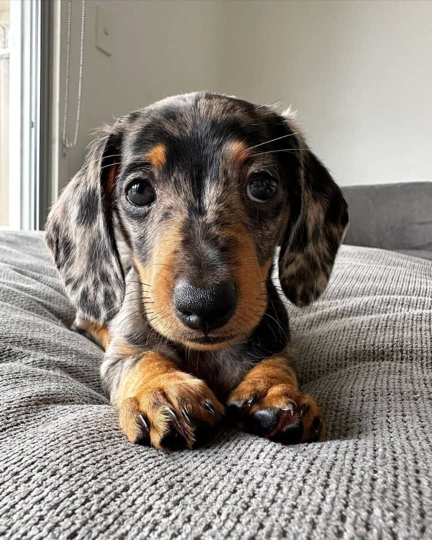 Bella