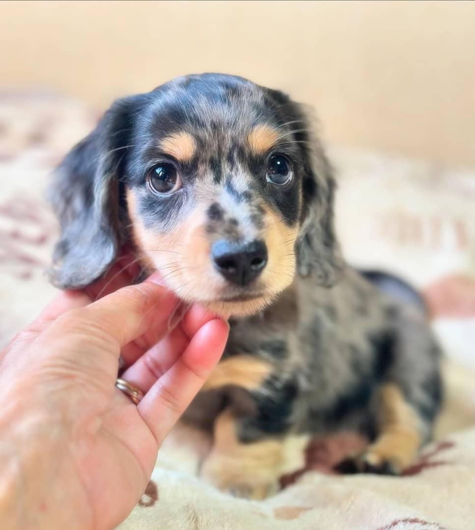 Peanut