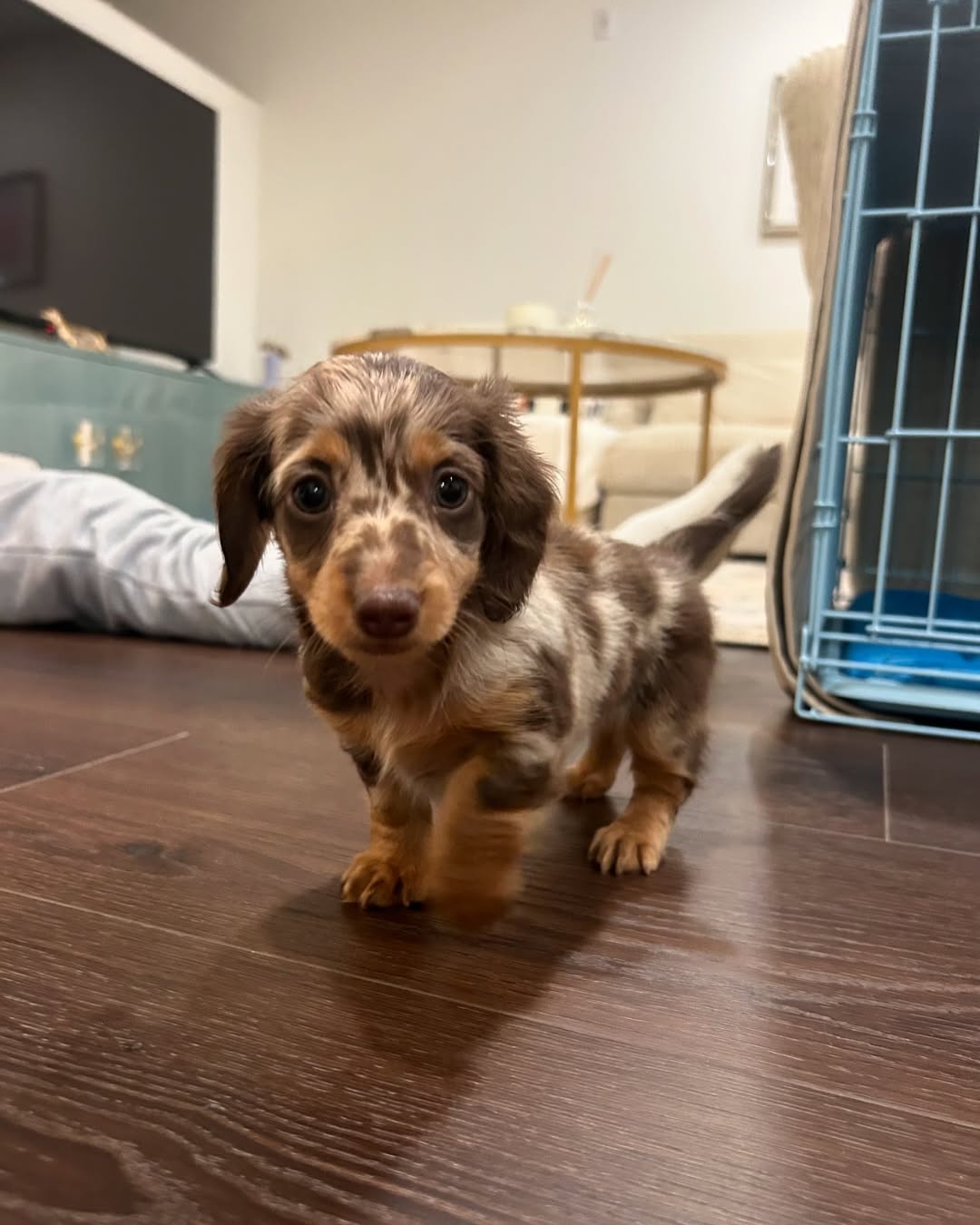 Toby