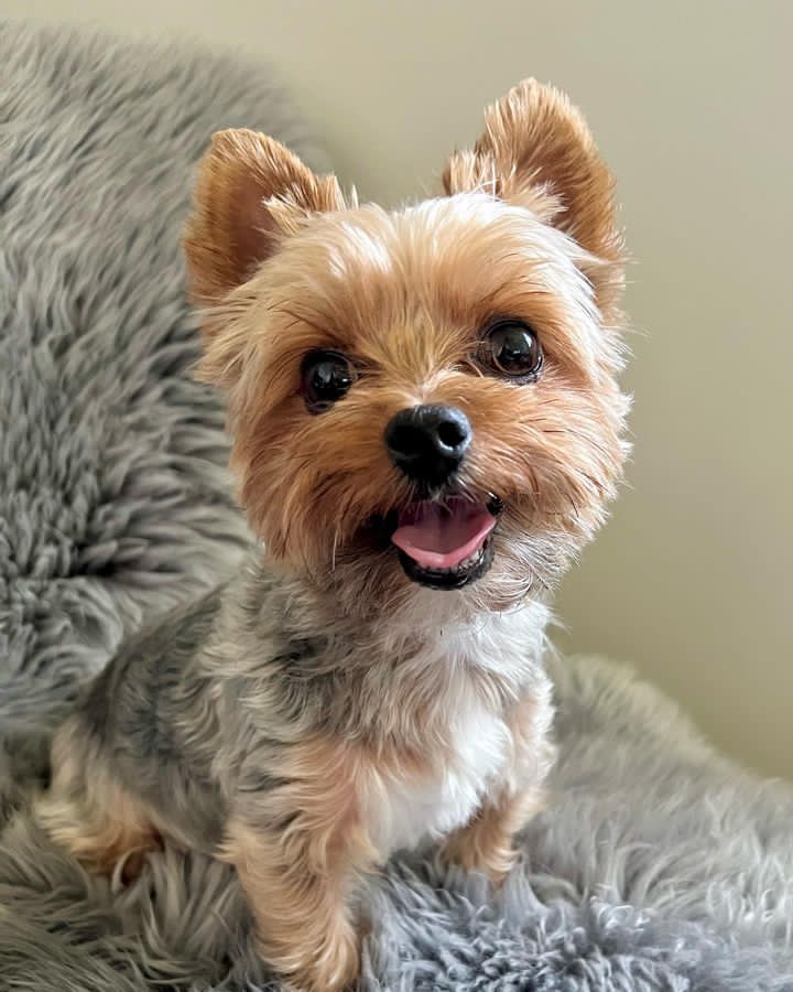 Buddy