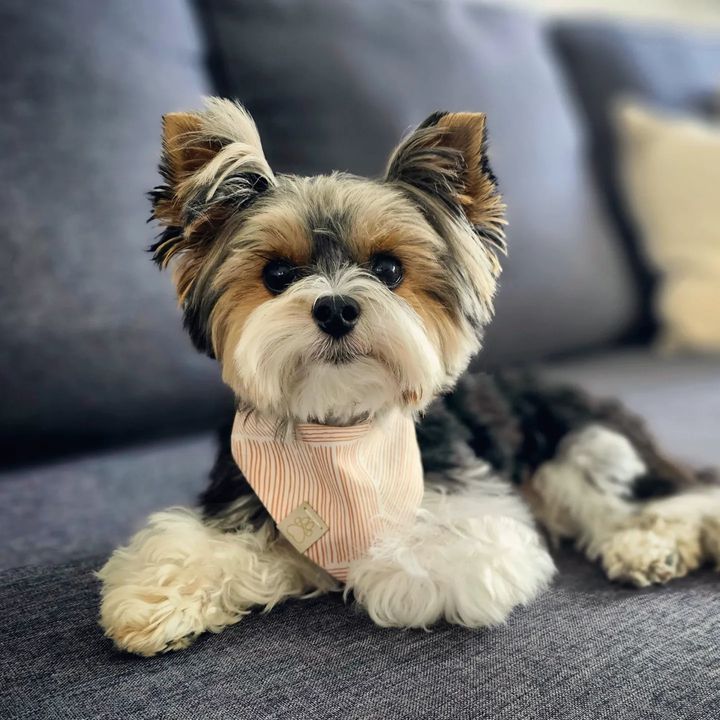 Charlie