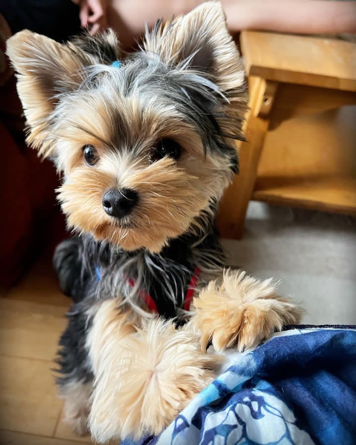Cooper