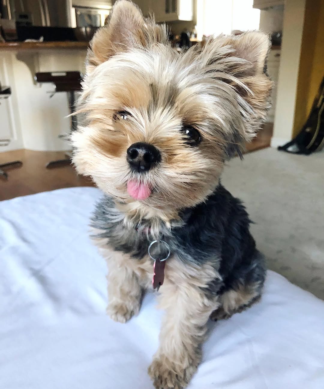 Miniature Yorkie Puppies