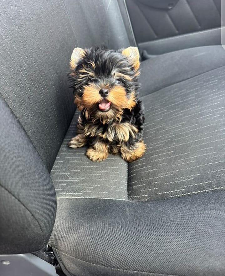 Dolly