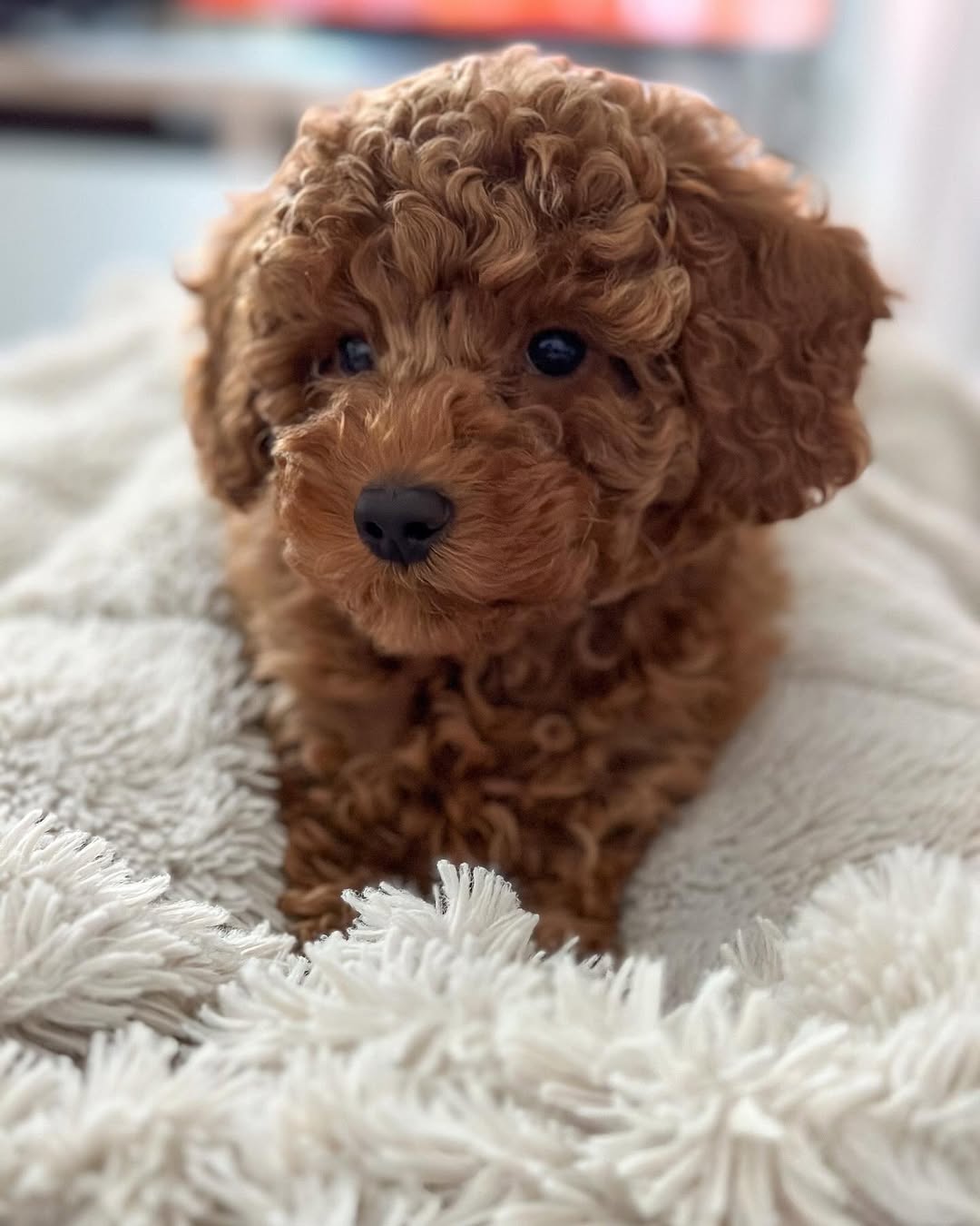 Maggie