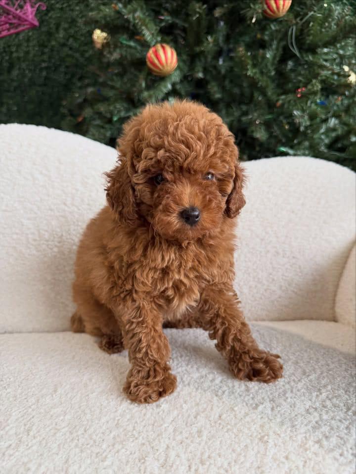 Penny