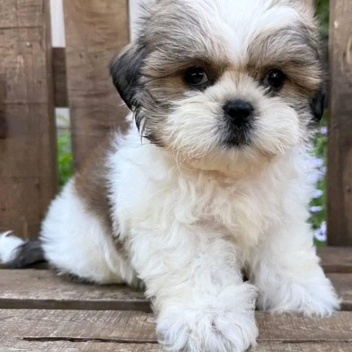 Ruby